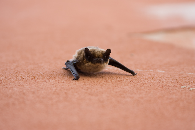 Venice bat